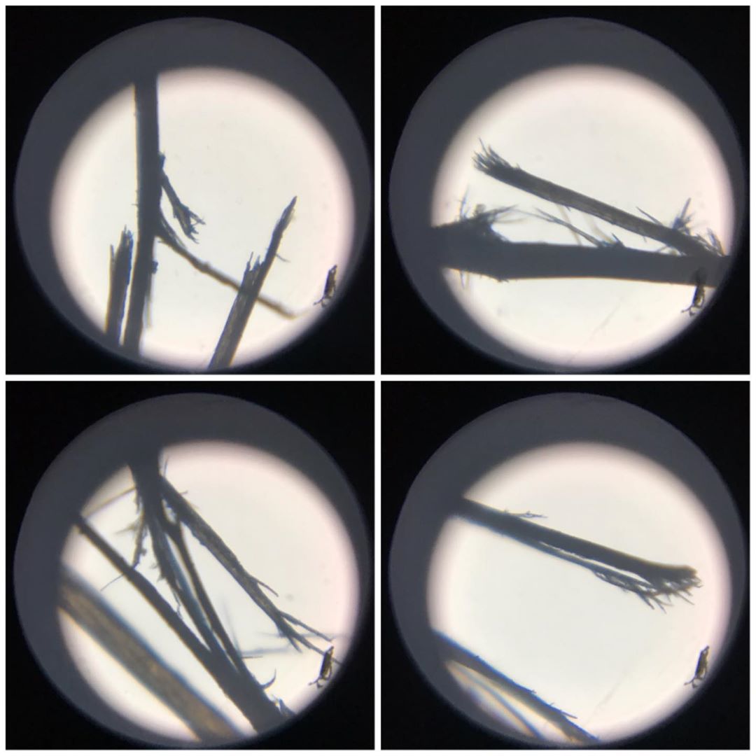Trichoptilose